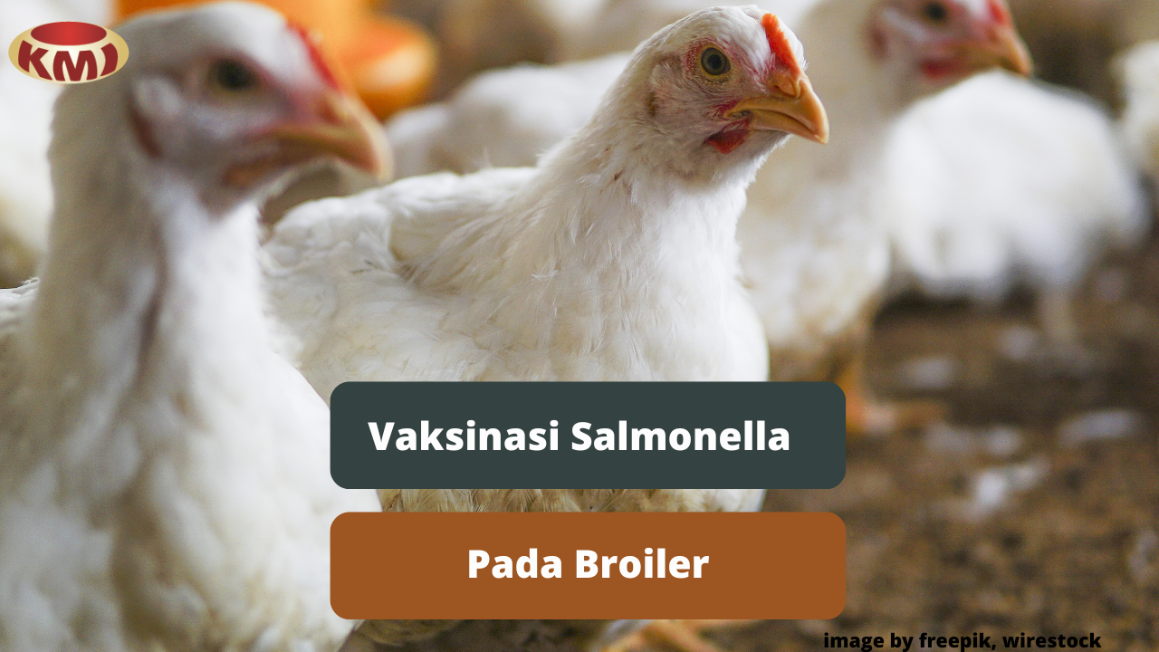 Inilah Pentingnya Vaksinasi Salmonella Untuk Ayam Broiler